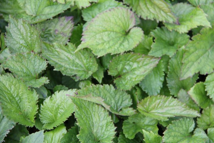 Campanula takesimana