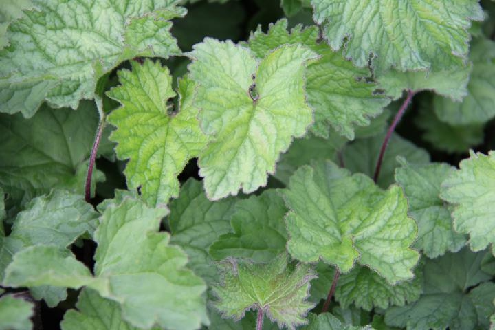Campanula trachelium