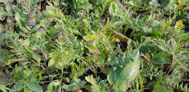Centaurea atropurpurea