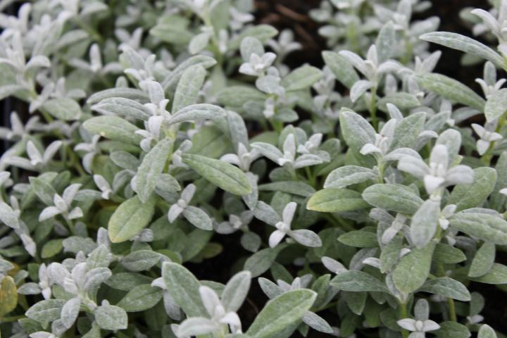 Cerastium biebersteinii