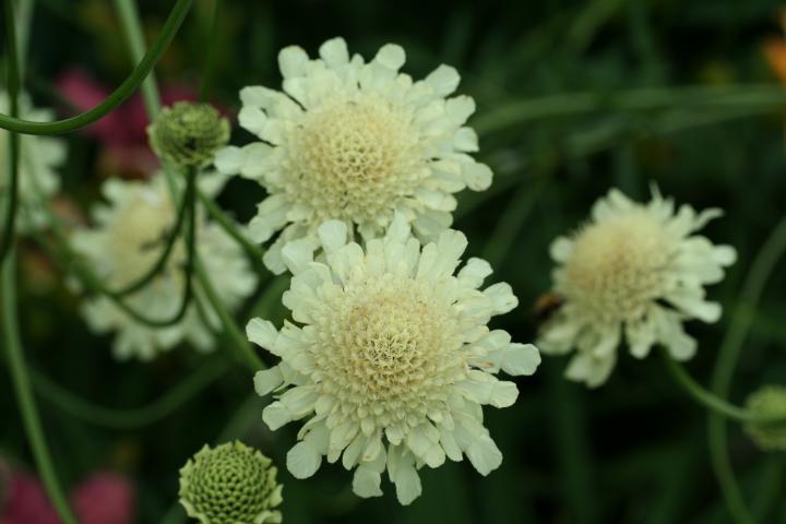 Cephalaria gigantea