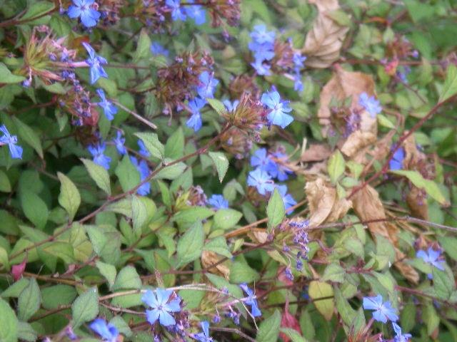 Ceratostigma griffithii