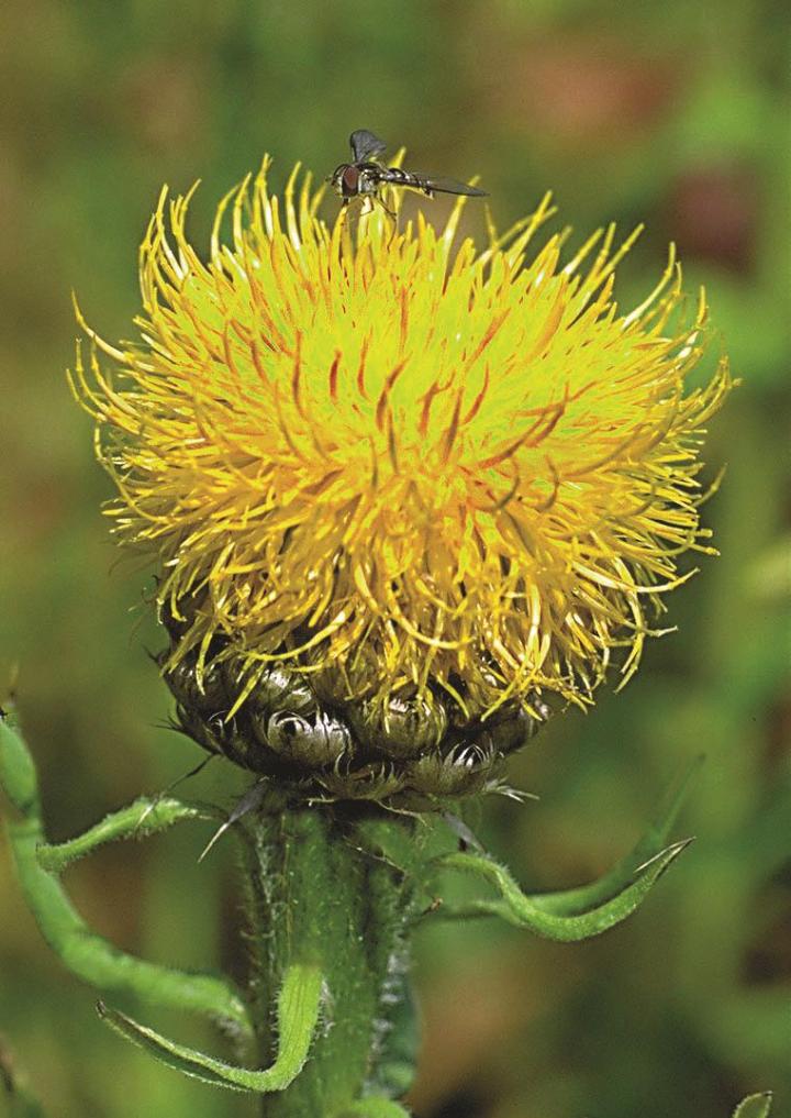 Centaurea macrocephala