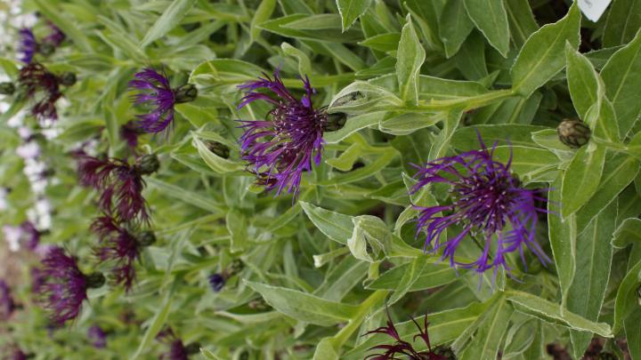 Centaurea montana 'Amethyst Dream' ®