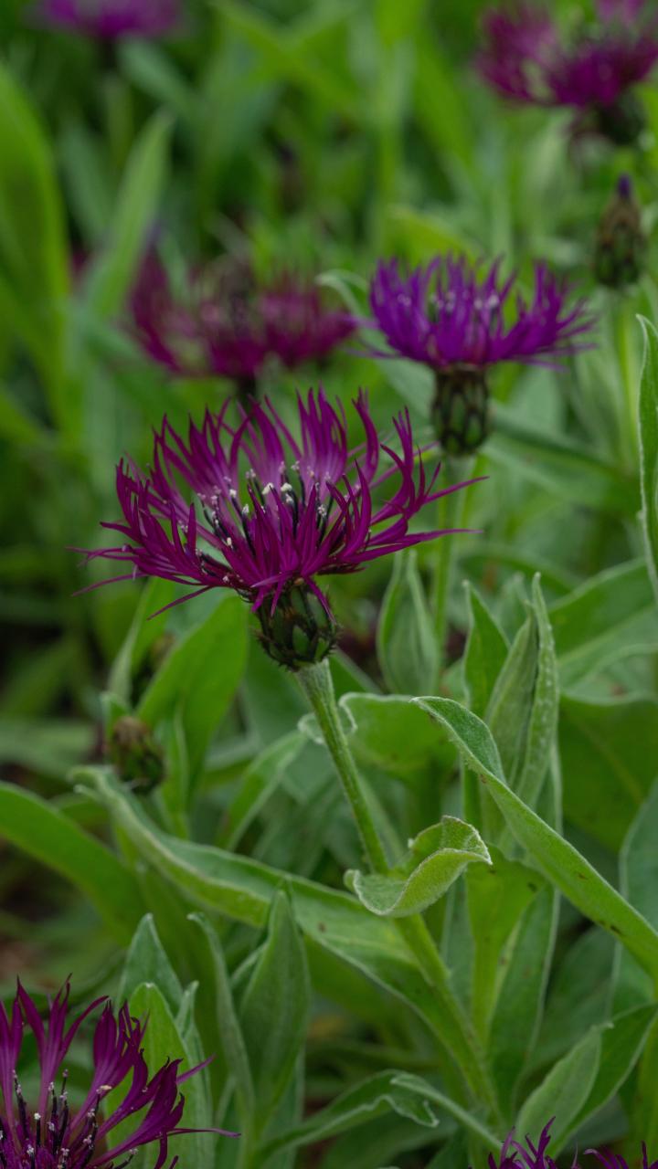Centaurea montana 'Amethyst Dream' ®