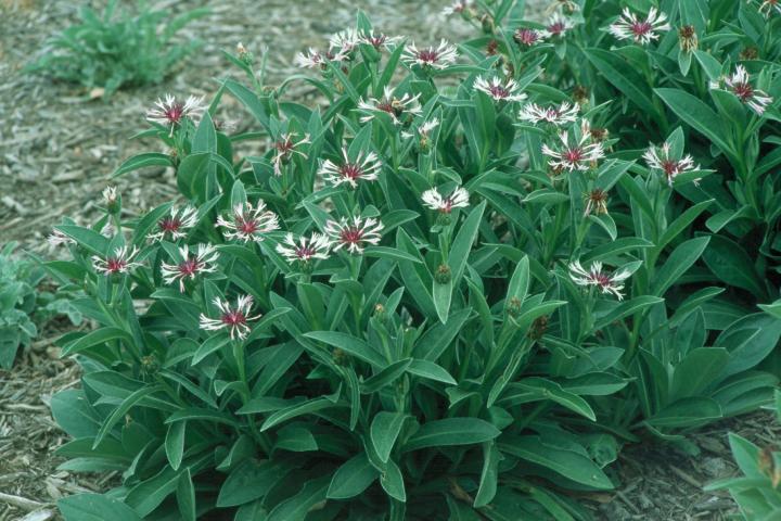 Centaurea montana 'Amethyst in Snow' ®