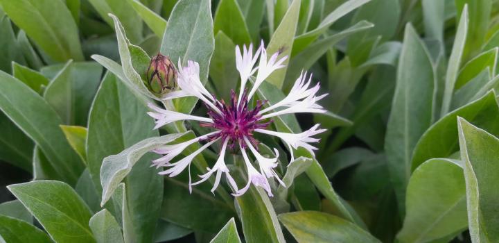 Centaurea montana 'Amethyst in Snow' ®
