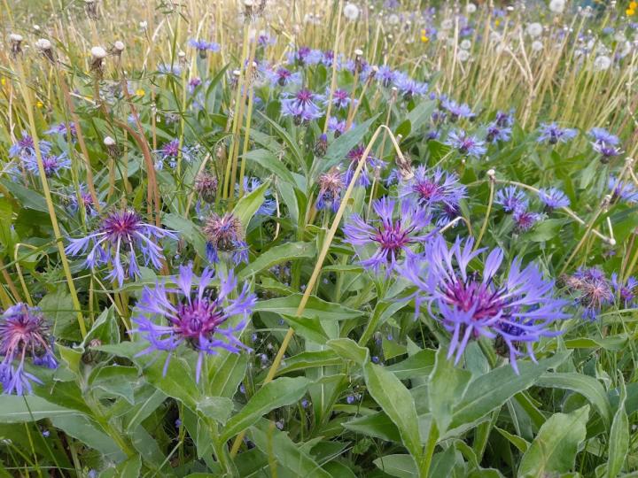 Centaurea montana 'Coerulea'