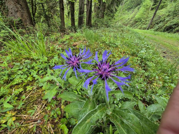 Centaurea montana 'Coerulea'
