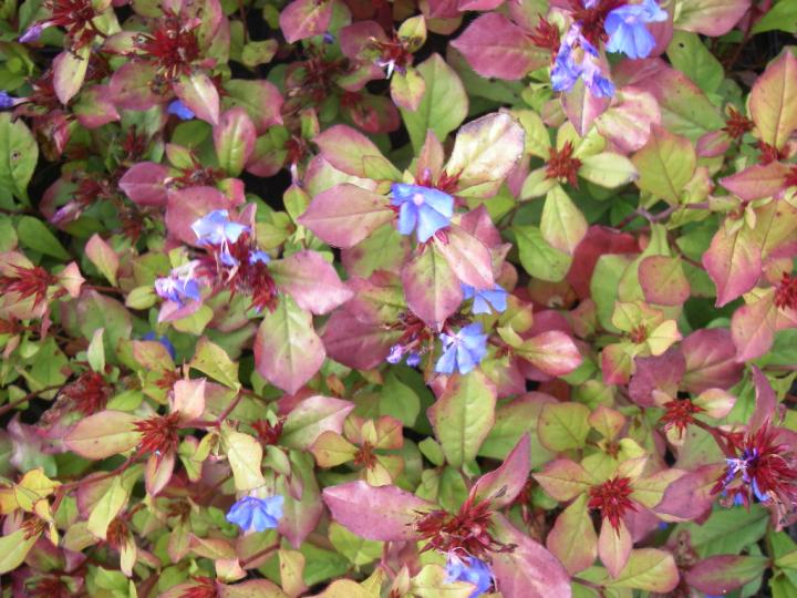 Ceratostigma plumbaginoides