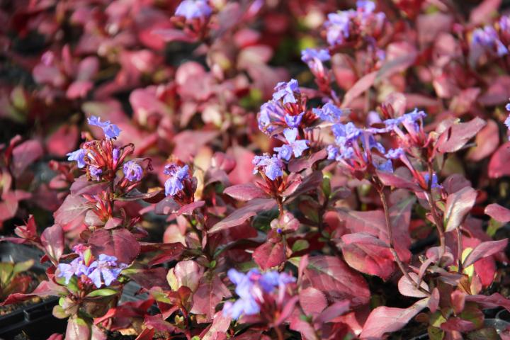 Ceratostigma plumbaginoides