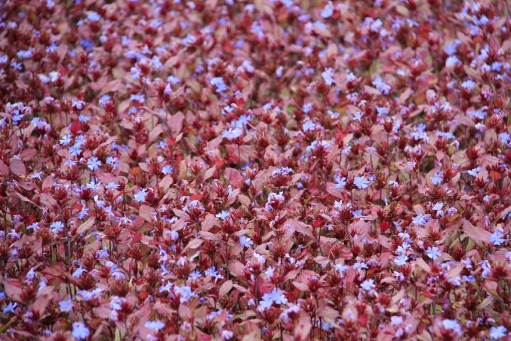 Ceratostigma plumbaginoides
