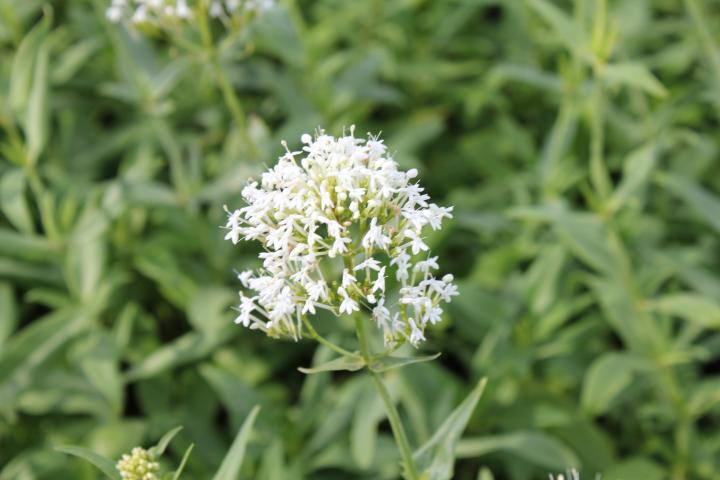 Centranthus ruber 'Albus'