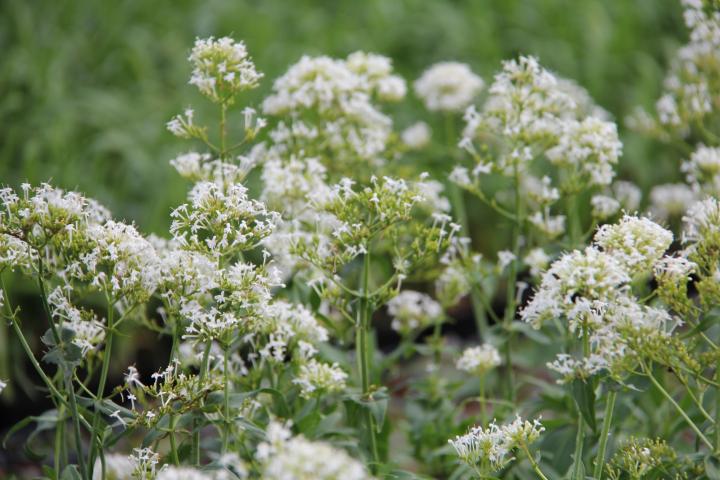 Centranthus ruber 'Albus'