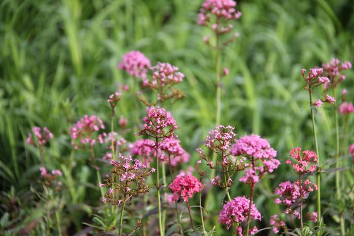 Centranthus ruber 'Coccineus'