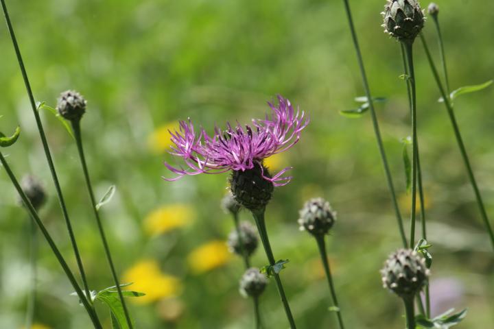Centaurea scabiosa