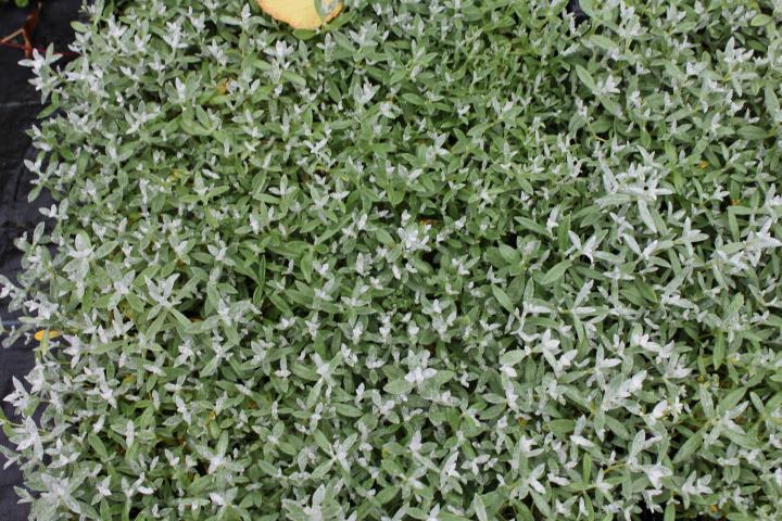 Cerastium tomentosum