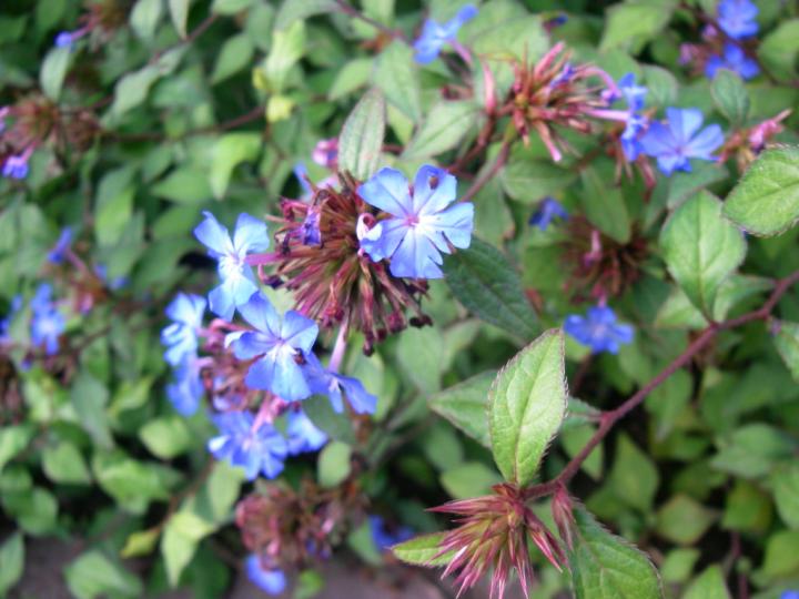 Ceratostigma willmottianum
