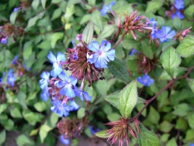 Ceratostigma willmottianum