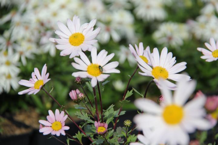 Chrysanthemum articum 'Roseum'