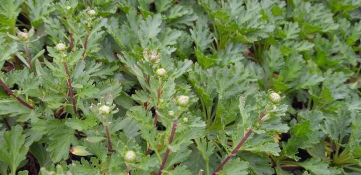 Chrysanthemum articum 'Roseum'