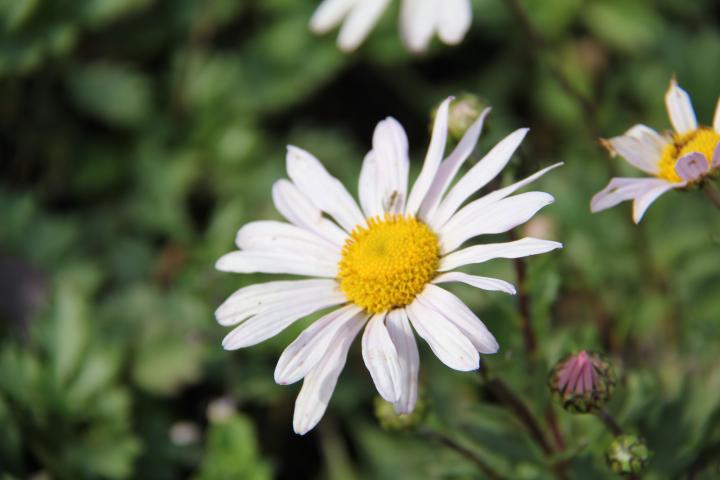 Chrysanthemum articum 'Roseum'