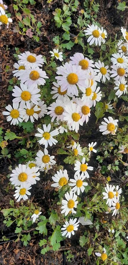Chrysanthemum articum