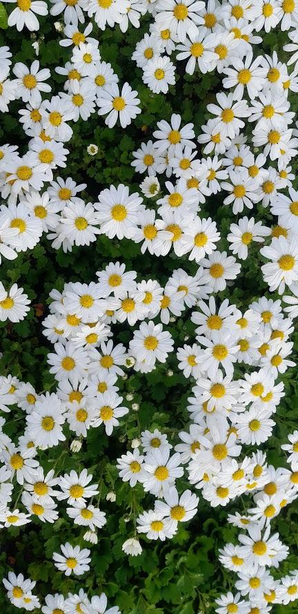 Chrysanthemum articum 'Stella'