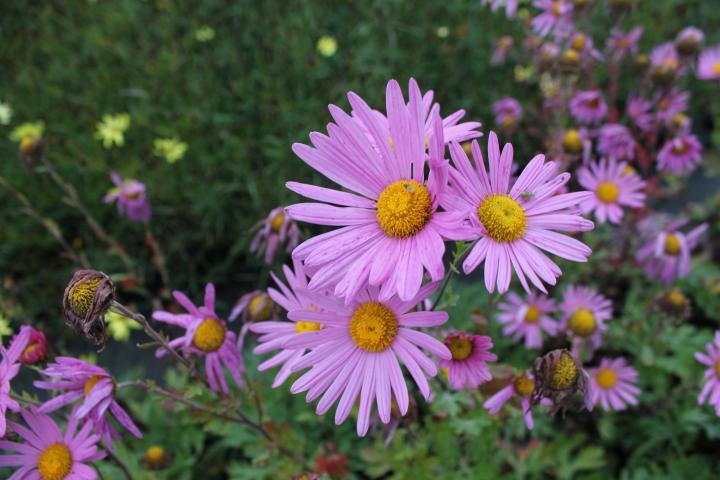 Chrysanthemum rubellum 'Clara Curtis'