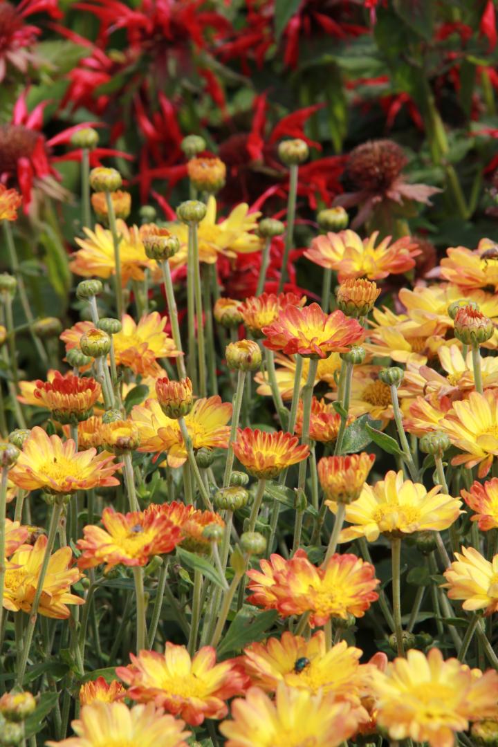 Chrysanthemum indicum 'Dernier Soleil'