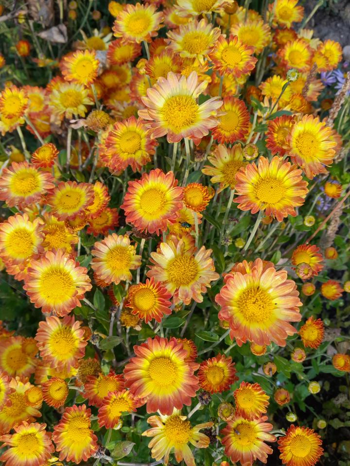 Chrysanthemum indicum 'Dernier Soleil'