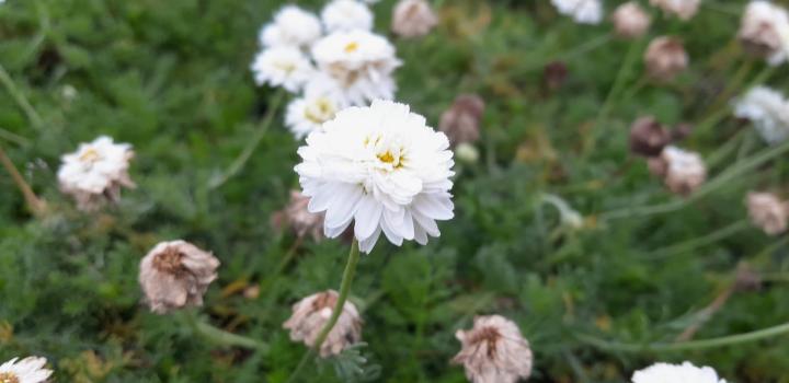 Chamaemelum nobile 'Ligulosum'