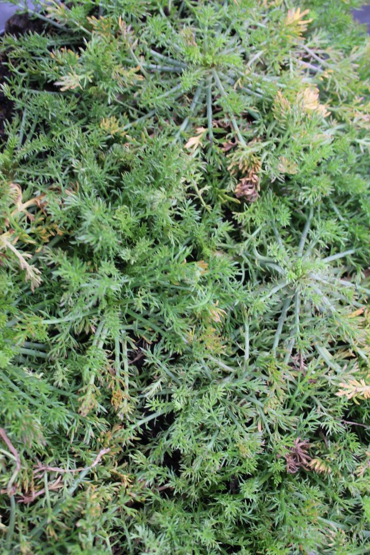 Chamaemelum nobile 'Treneague'