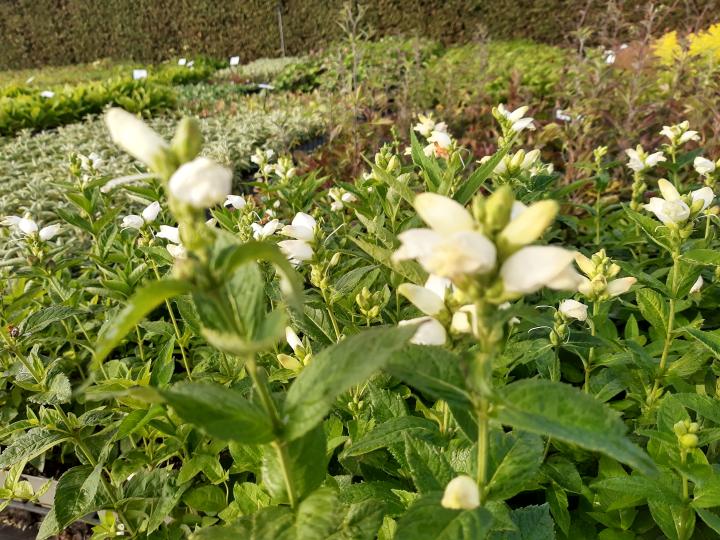 Chelone obliqua 'Alba'