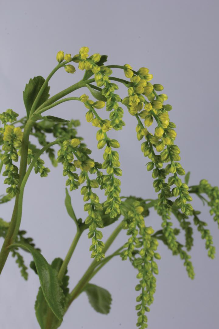 Chiastophyllum oppositifolium