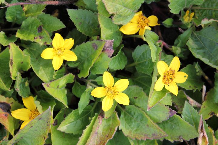 Chrysogonum virginianum