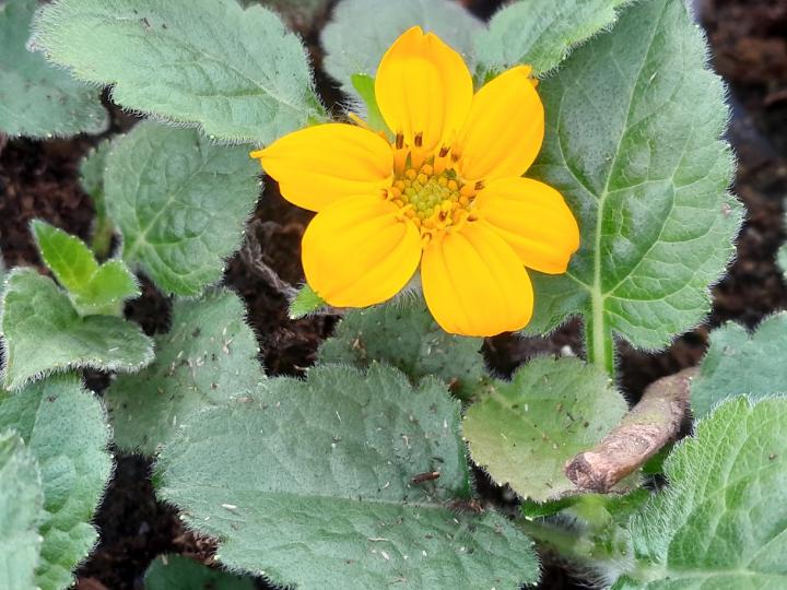 Chrysogonum virginianum