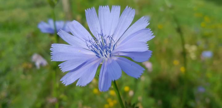 Cichorium Intybus