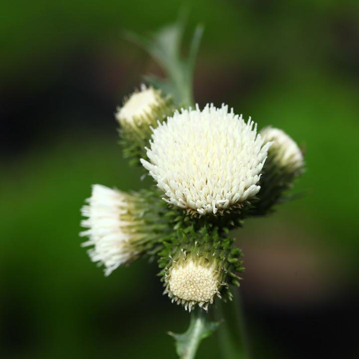 Cirsium rivulare 'Frosted Magic' ®