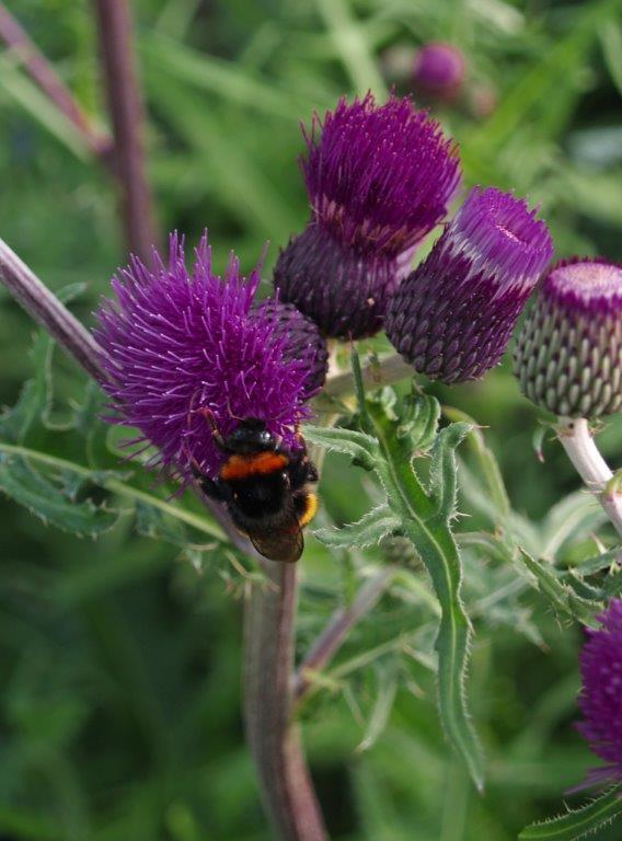 Cirsium rivulare 'Trevor's Blue Wonder' ®