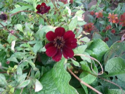 Cosmos atrosanguinea