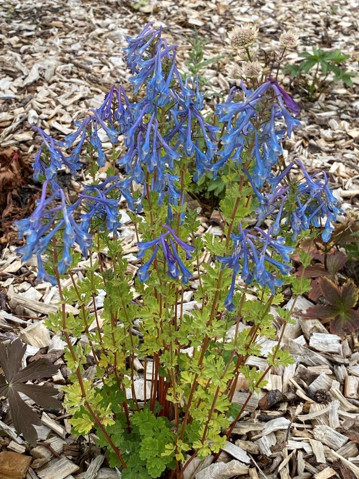 Corydalis calycosa