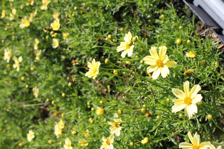Coreopsis  'Creme Brulee' PBR