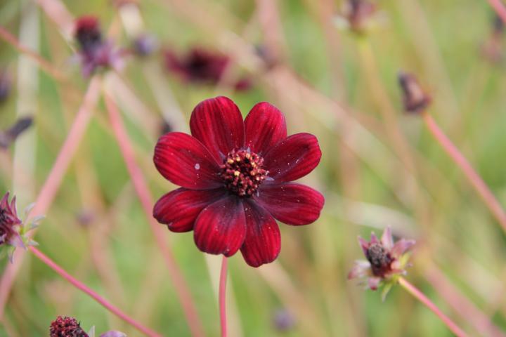Cosmos atrosanguineus 'Chocamocha' PBR