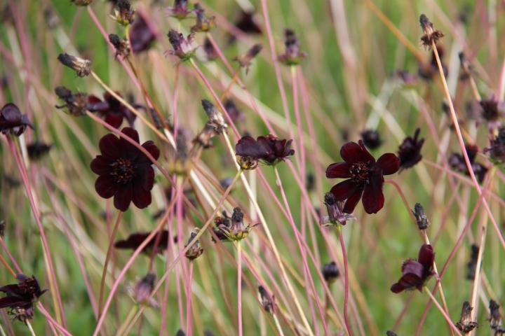 Cosmos atrosanguineus 'Chocamocha' PBR