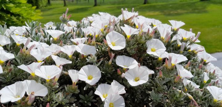 Convolvulus cneorum 'Snow Angel'
