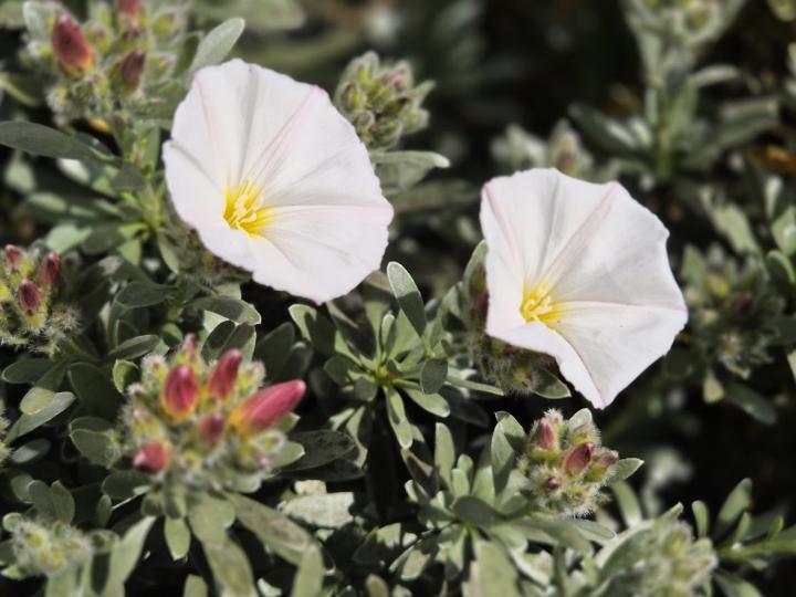 Convolvulus cneorum 'Snow Angel'