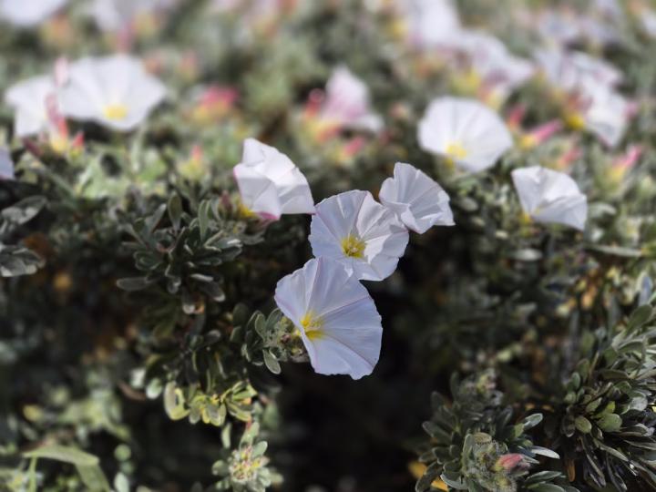 Convolvulus cneorum 'Snow Angel'