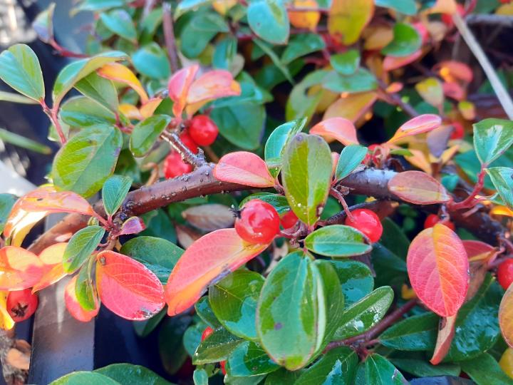 Cotoneaster dammeri