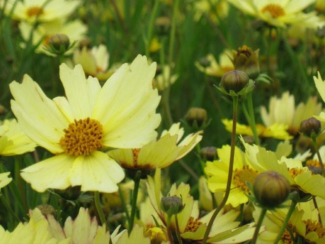 Coreopsis  'Full Moon' PBR